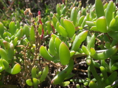 Delosperma uncinatum