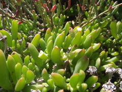 Delosperma uncinatum