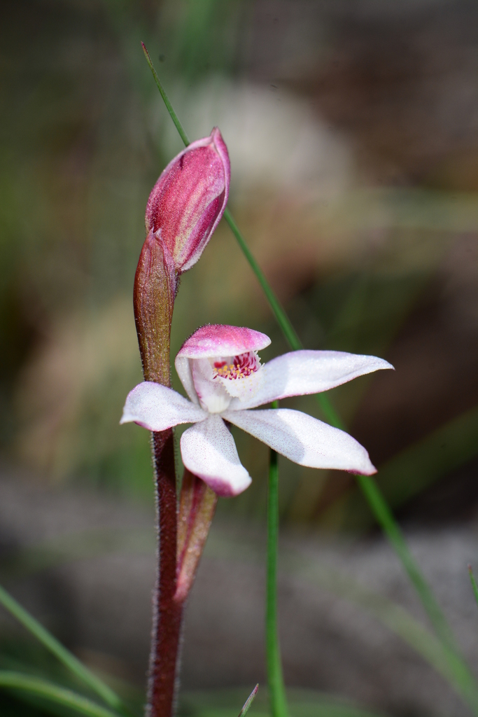 mountain caladenia