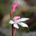 Mountain Caladenia - Photo (c) Michael Keogh, some rights reserved (CC BY-NC-SA), uploaded by Michael Keogh