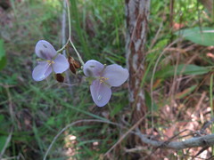 Murdannia gigantea