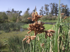 Schoenoplectus scirpoides