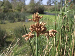 Schoenoplectus scirpoides