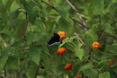 Mysoria affinis