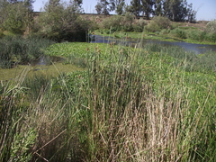 Schoenoplectus scirpoides