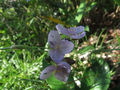 Murdannia gigantea