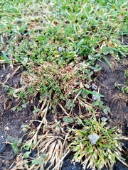 Trifolium ornithopodioides