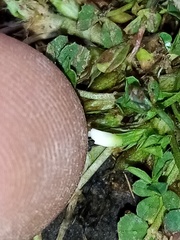 Trifolium ornithopodioides