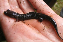 Desmognathus carolinensis