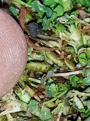 Trifolium ornithopodioides