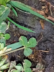 Trifolium ornithopodioides