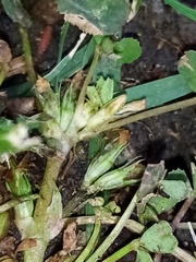 Trifolium ornithopodioides