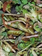 Trifolium ornithopodioides