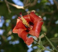 Hibiscus elatus