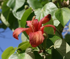 Hibiscus elatus