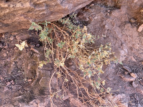 Attractive brickellbush (Brickellia atractyloides)