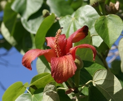 Hibiscus elatus