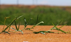 Vigna vexillata angustifolia