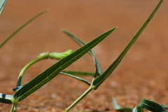Vigna vexillata angustifolia