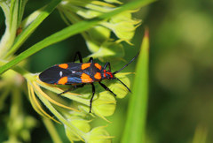 Oncopeltus famelicus