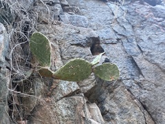 Opuntia woodsii