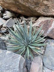 Agave utahensis kaibabensis