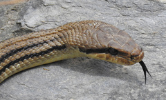 Elaphe quatuorlineata