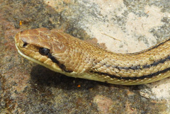 Elaphe quatuorlineata