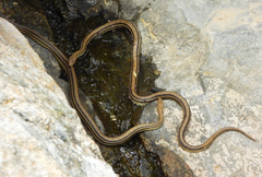 Elaphe quatuorlineata