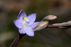 Thelymitra alpina