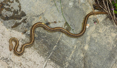 Elaphe quatuorlineata