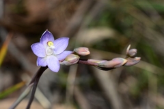 Thelymitra alpina