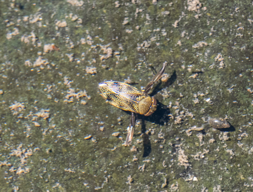 Graptocorixa abdominalis