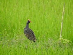 Gallicrex cinerea