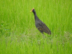 Gallicrex cinerea