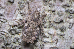 Eurymorphopus bolivariensis