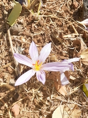 Crocus pallasii