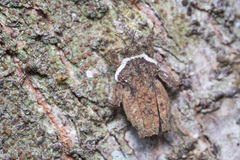 Eurymorphopus bolivariensis