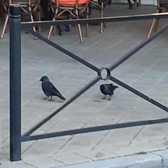 Corvus monedula