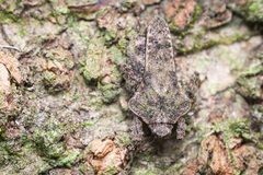 Eurymorphopus bolivariensis