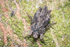 Eurymorphopus bolivariensis