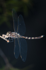 Adversaeschna brevistyla caledonica