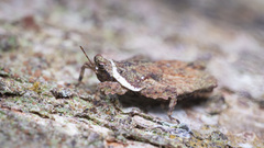 Eurymorphopus bolivariensis