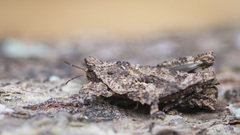 Eurymorphopus bolivariensis