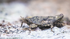 Eurymorphopus bolivariensis