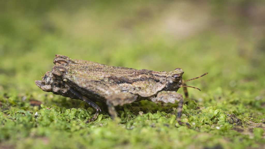 Eurymorphopus bolivariensis