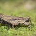 Eurymorphopus bolivariensis - Photo (c) Damien Brouste, alguns direitos reservados (CC BY-NC), uploaded by Damien Brouste