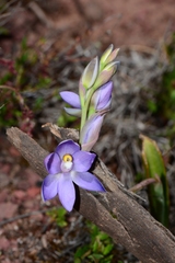 Thelymitra alpina