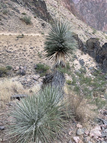 Yucca utahensis