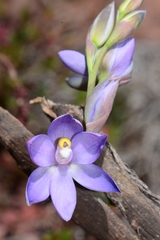 Thelymitra alpina